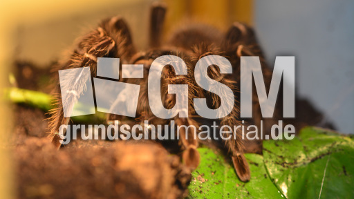 Brasilianische Riesenvogelspinne (4).jpg